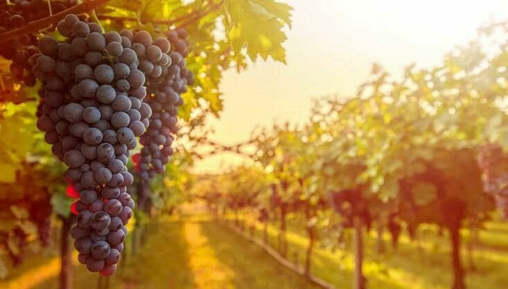 Imagem de compartilhamento para o artigo Produzindo Frutos: você está unido verdadeiramente com Cristo? da MS Todo dia